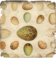 Load image into Gallery viewer, Coaster with a pattern of green and brown eggs on a white background.