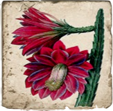 Load image into Gallery viewer, Decorative trivet with fuchsia flowers on a textured beige background
